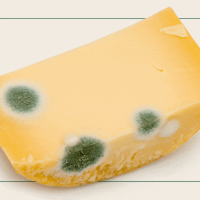 Can I Just Cut Mold Off Food? Ask Paul Cook's Illustrated